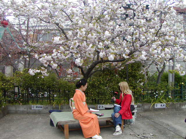 京都の桜 千本閻魔堂 関山桜が見頃です おいでやす京都